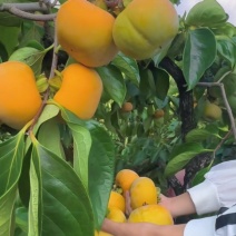 月柿苗恭城柿苗柿子苗广西柿子苗