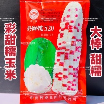 中苗彩甜糯520玉米种子大棒甜糯好吃鲜食彩玉米种子南方
