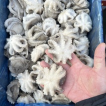 单冻小八爪鱼（章鱼），口感爽脆，不缩水，