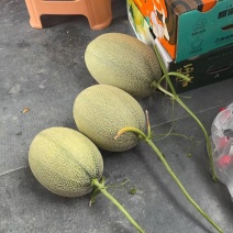 蜜瓜，市场，电商，一件代发，整车走货，价格优惠，产地直发
