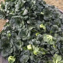 精品黑菜