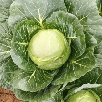 精品圆包菜