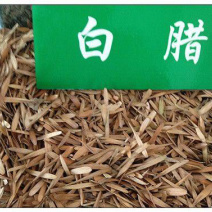 白蜡种子速生白蜡种子白蜡树种