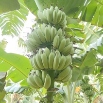 粉蕉/金粉/广西南宁横州市产地直销/蕉型蕉色漂亮产地发货