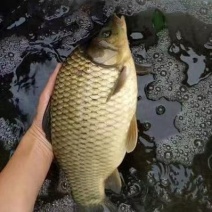 《热销》垂钓湘云鯽鱼霸王鯽中科鯽鱼基地批发货到付款