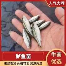 鲈鱼苗成都鲈鱼优鲈3号鱼场批发出售包运输下塘