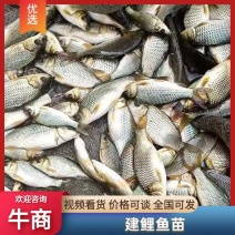 稻田池塘精品鲤鱼苗支持云贵川渝送货货到付款