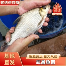 鳊鱼苗批发四川鱼苗提供技术指导包运输货到付款