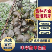 甲鱼苗外塘生态养殖中华甲鱼苗提供养殖技术货到付款
