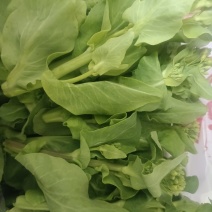 新鲜现摘白菜苔