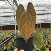水晶花烛黑桃杂papi自培品种基地直发