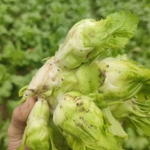 精品晚熟儿菜