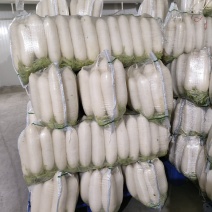 精品白萝卜条形好白度好无空心无麻点榆林产地直发