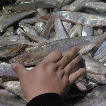 洪泽湖刀鱼