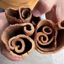 老树油桂