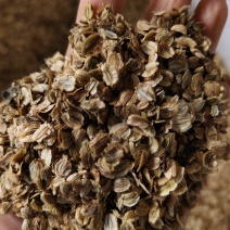 纯两年的白芷种子量大价优规格齐全欢迎来电洽谈合作