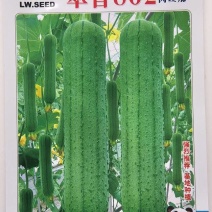 肉丝瓜种子翠香302早熟瓜码密长棒形顺直高产适应性强