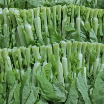 水白菜苔