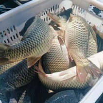 淡水鱼鲤鱼