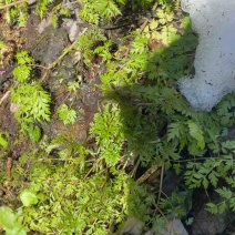 野生峨参苗，土田七苗，大量供应。可以发样品