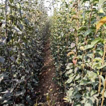 河北馆陶皇冠梨树苗基地直供质量保证成活率高提供技术指导