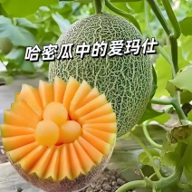 晓蜜25哈密瓜大量上市新鲜采摘产地直发