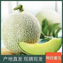 网纹瓜万亩大棚原产地、产地直发、大量新鲜供应