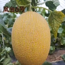 凤金6号黄金蜜黄金哈密瓜脆甜可口全国发货