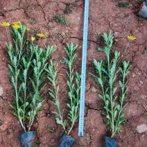 木春菊小杯高度50一60cm，基地有量，价格优惠，欢迎订
