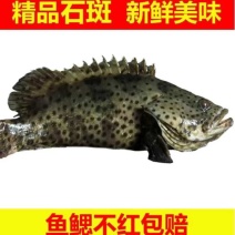 石斑鱼老虎斑老鼠斑蓝瓜子都有货，支持一件代发