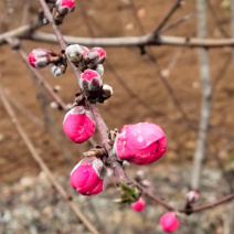 碧桃花苗