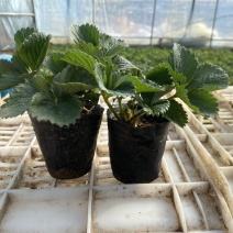 盆栽草莓，原盆原土发货，品种齐全包邮包挂果
