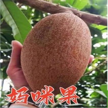 嫁接妈咪果苗果树南方种植盆栽庭院阳台马梅果苗广西发货带土