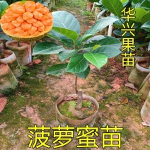 新品种印尼红菠萝蜜苗嫁接木菠萝苗干包红肉1菠萝蜜带土