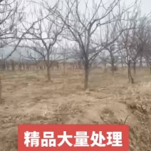 柿子树