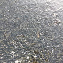 虹鳟鱼苗