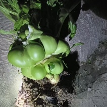 榨菜