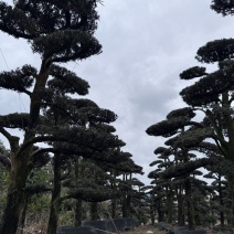 树径20-35cm罗汉松造型树，价格面议