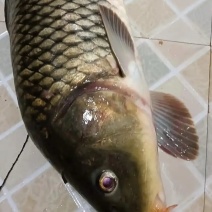 鱼