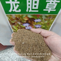 龙胆草种子中药材观花种子草龙胆山龙胆种子可阳台庭院种植