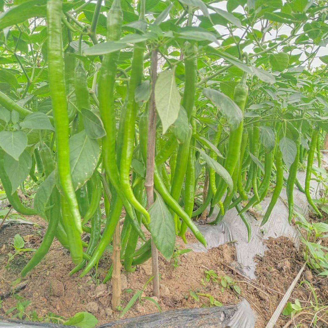 [线椒批发]广东湛江雷州市鲜辣椒 1.00元/斤软皮八号线椒，大 _ 一亩田