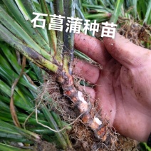 石菖蒲种苗
