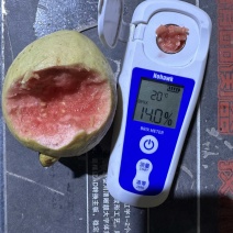红心芭乐大量供应电商社区团购美团多多