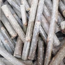 107速生杨仟插段