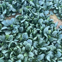 圆叶菠菜趴地波菜市场泡沫箱手提袋加工厂脱水菠菜