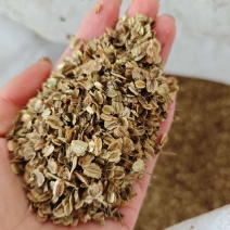 白芷种子河北白芷种纯2年的白芷，精品过筛无棍儿，品质保证