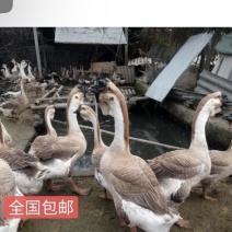【量大从优】纯种狮头鹅白狮头鹅苗包疫苗包技术指导包运输