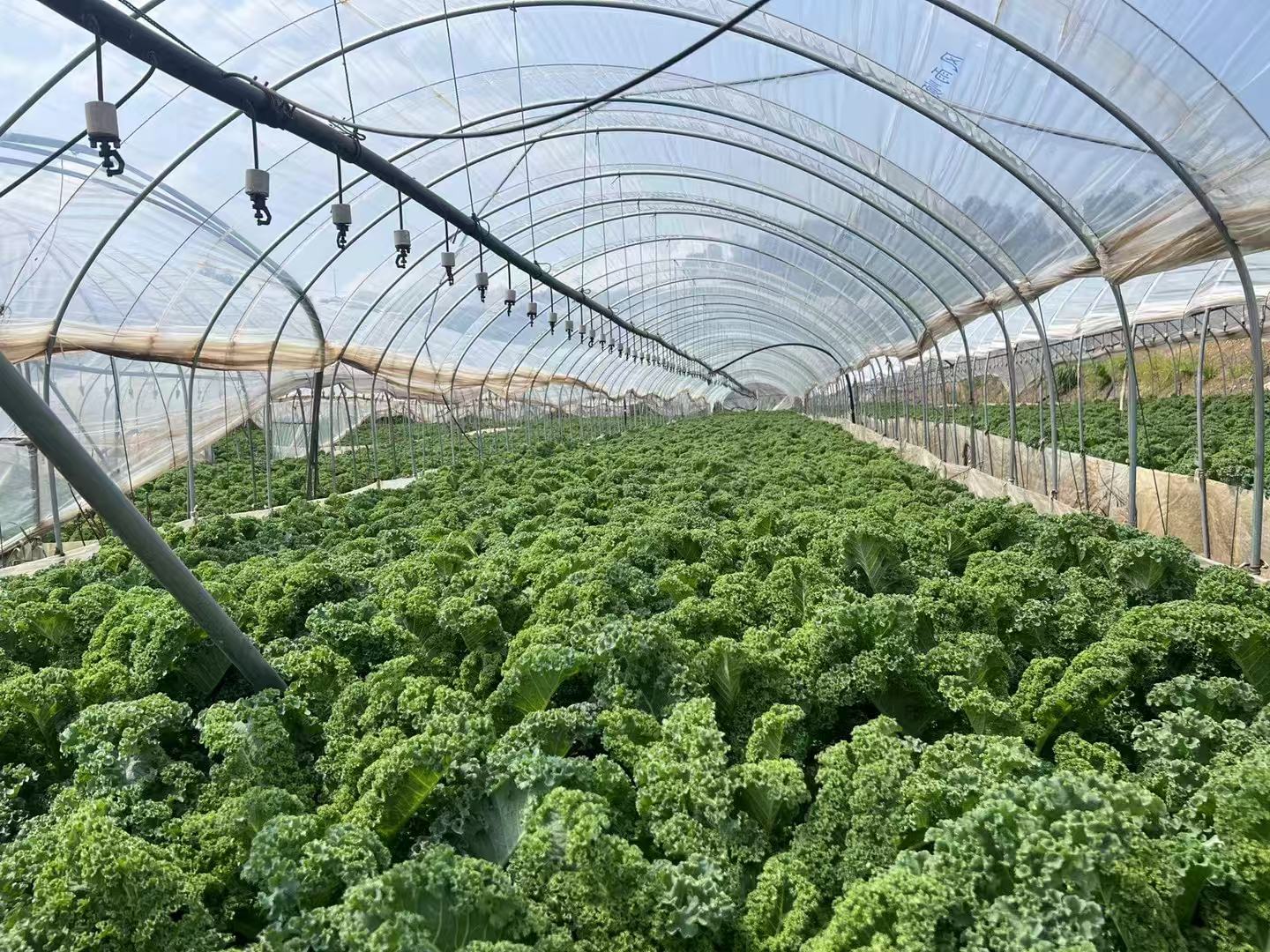 一片现代化智能温室内的羽衣甘蓝种植区,整齐排列的绿色叶片在LED补光灯照射下生长旺盛,工人正在操作自动化喷灌系统,体现科技农业与高效生产场景 现代化温室中羽衣甘蓝的规模化种植场景