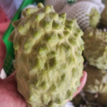广西精品台湾释枷果，正常供应中，欢迎各大老板来电咨询。