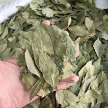 香叶精选香叶批发零售皆可